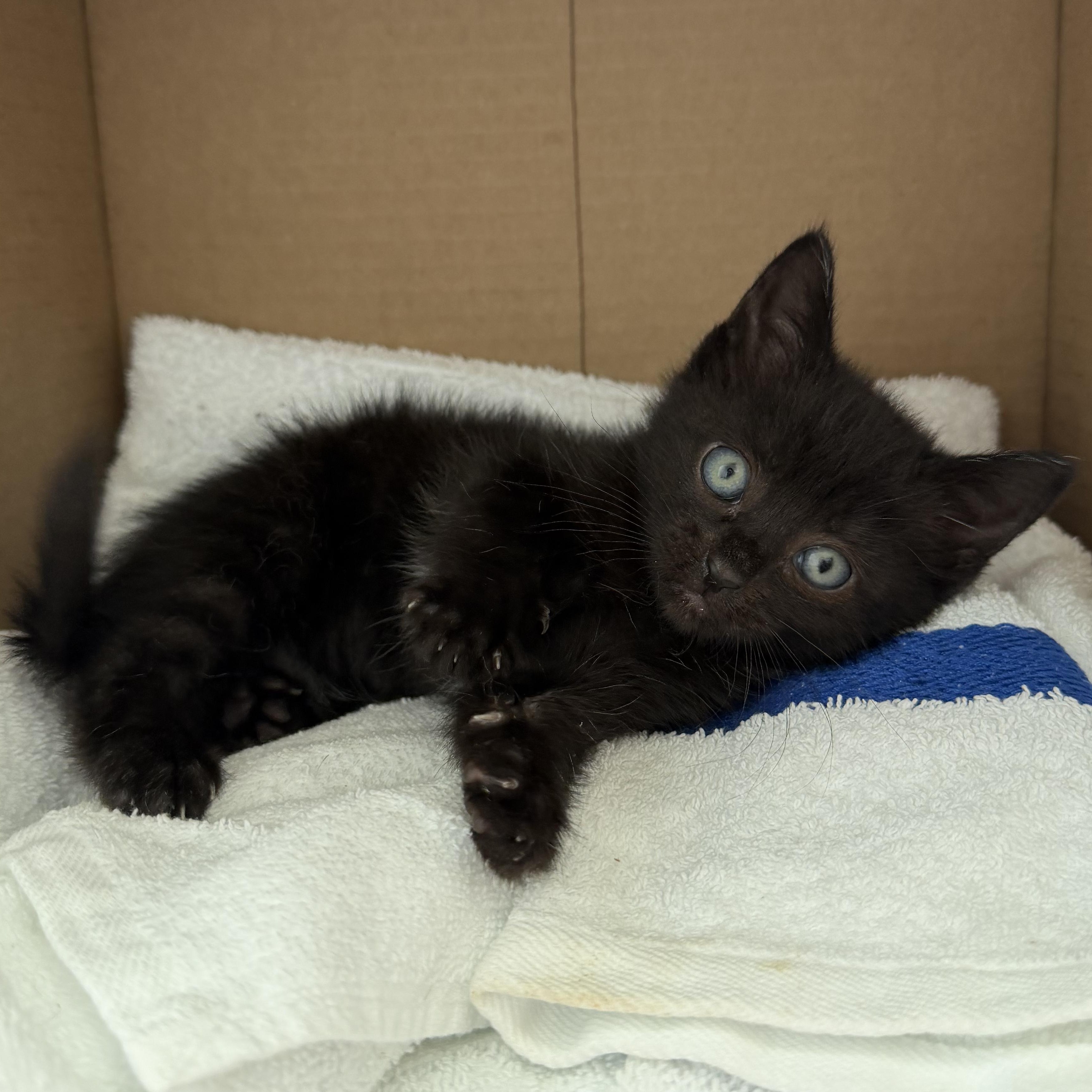 Enlarge Mojito, a ADOPTABLE Domestic Short Hair in Blacksburg, VA image 3/3