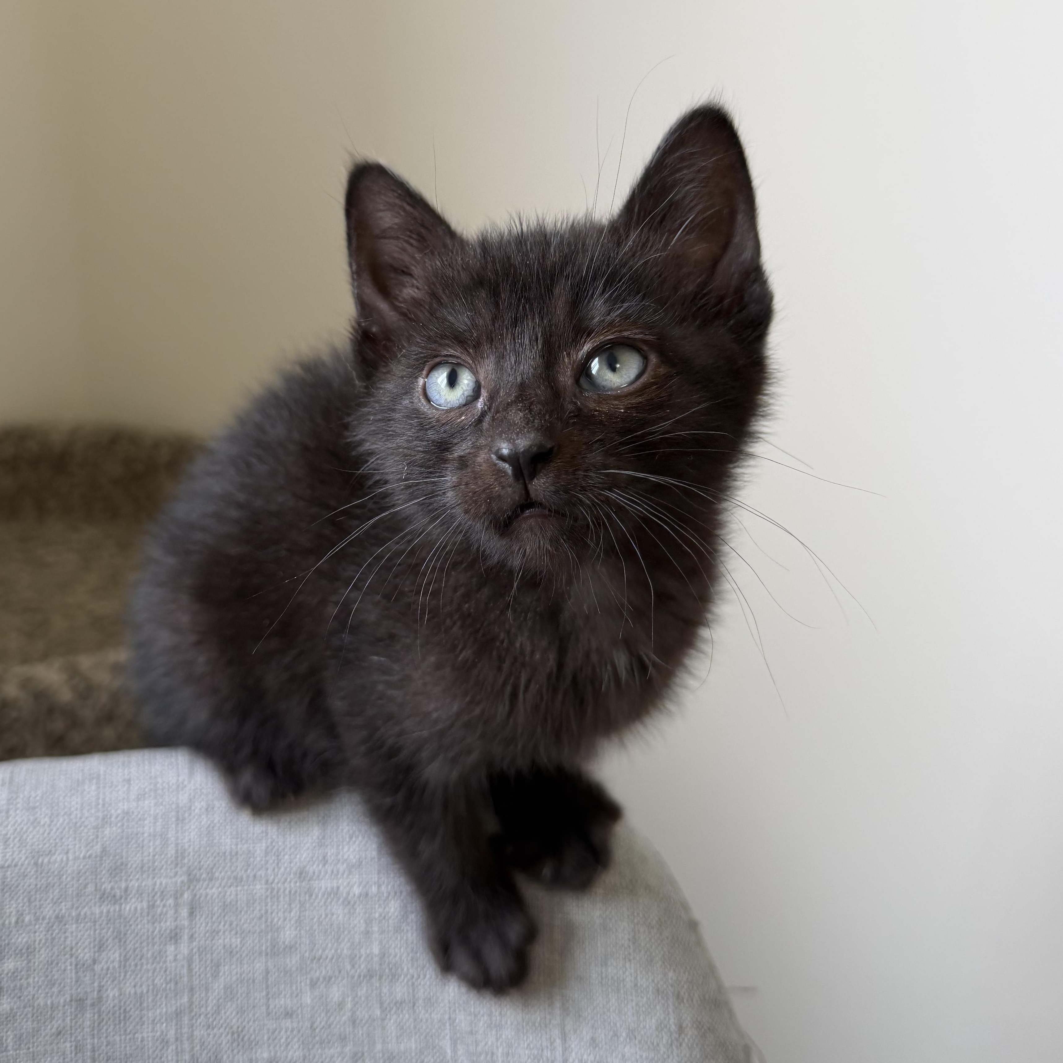 Enlarge Mojito, a ADOPTABLE Domestic Short Hair in Blacksburg, VA image 2/3
