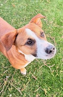 Enlarge Yuki, a ADOPTABLE mixed breed in Mount Juliet, TN image 2/4