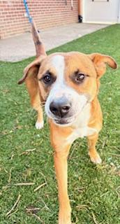 Enlarge Yuki, a ADOPTABLE mixed breed in Mount Juliet, TN image 3/4