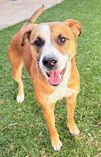 Enlarge Yuki, a ADOPTABLE mixed breed in Mount Juliet, TN image 4/4