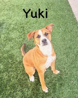 Enlarge Yuki, a ADOPTABLE mixed breed in Mount Juliet, TN image 1/4