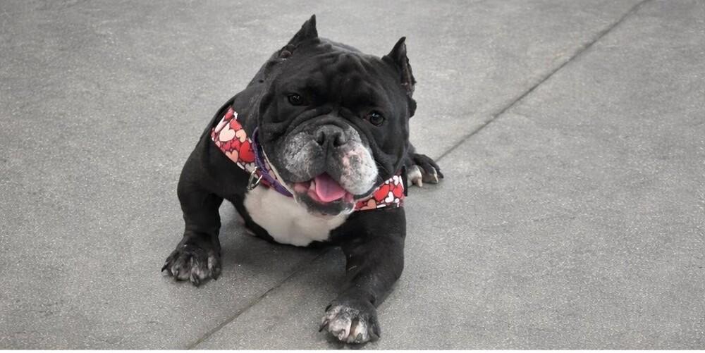 Enlarge Rasputia, a Adoptable mixed breed in Milton, DE image 2/3