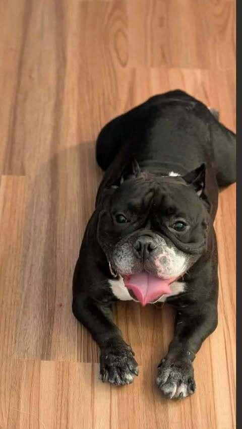 Enlarge Rasputia, a Adoptable mixed breed in Milton, DE image 3/3