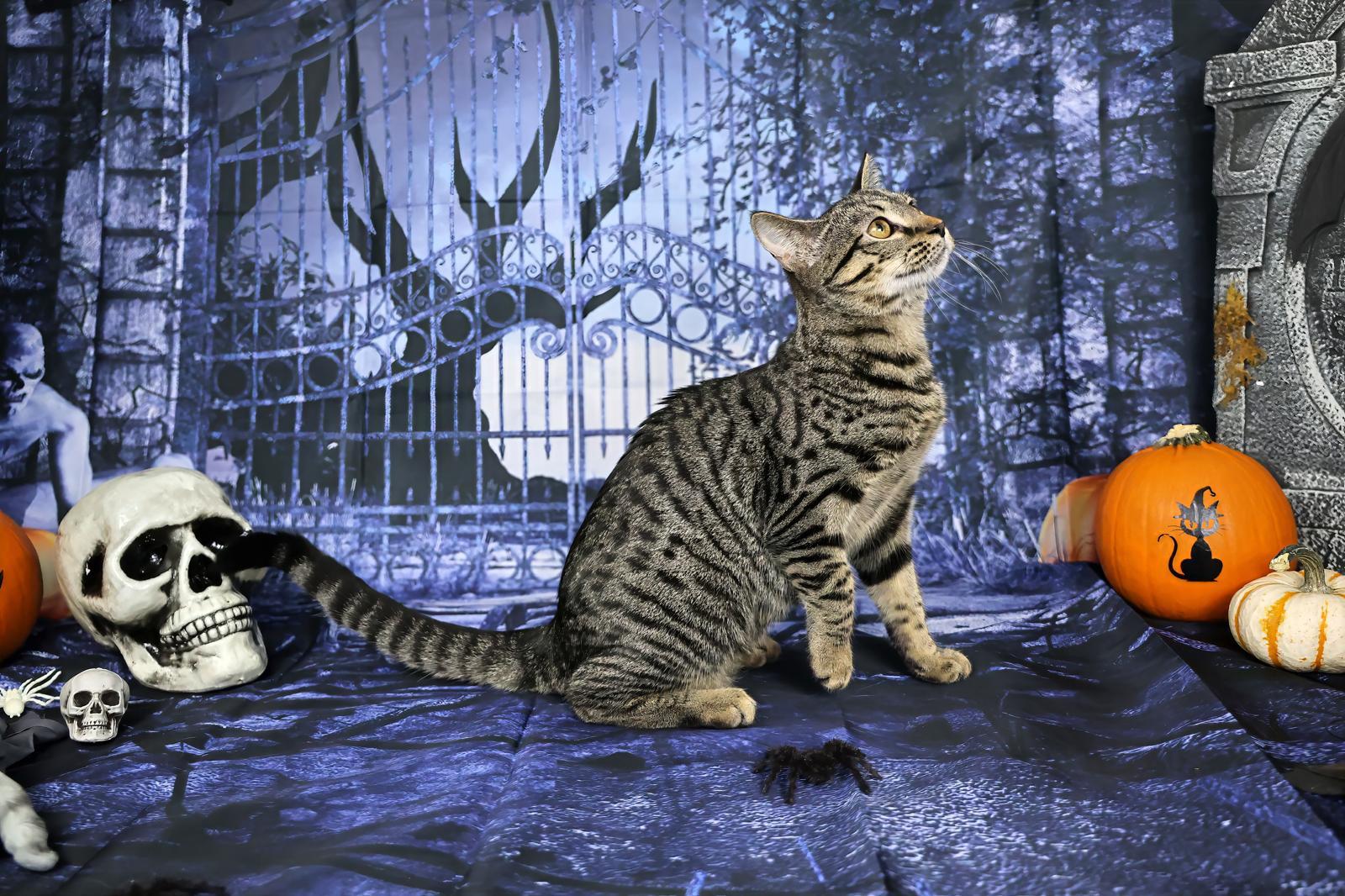 Ophelia, a Adoptable Tabby in Miami, FL image 3/5