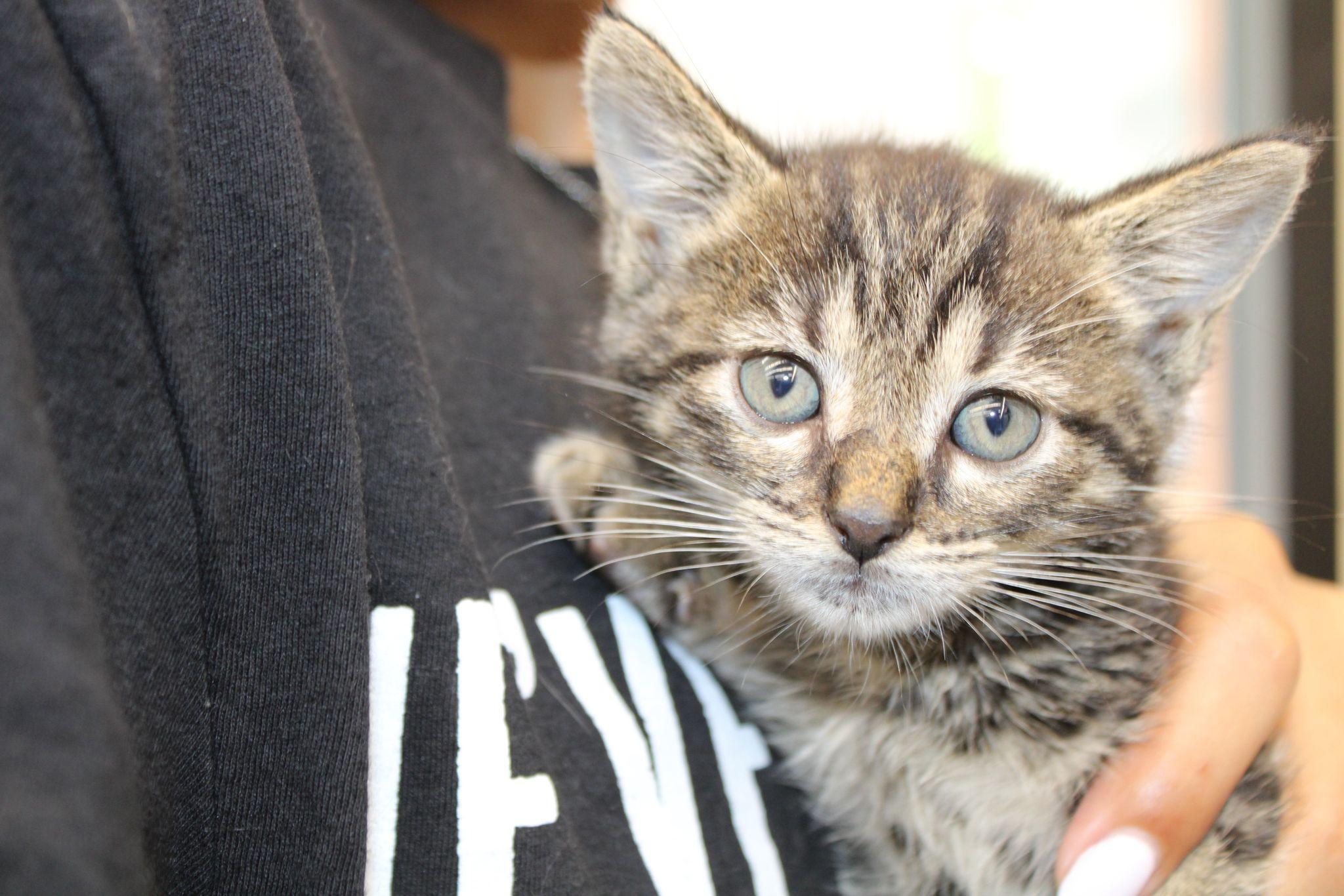 Ophelia, a Adoptable Tabby in Miami, FL image 5/5