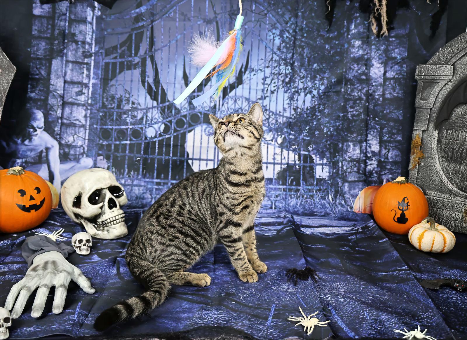 Ophelia, Adoptable, Young Female Tabby.