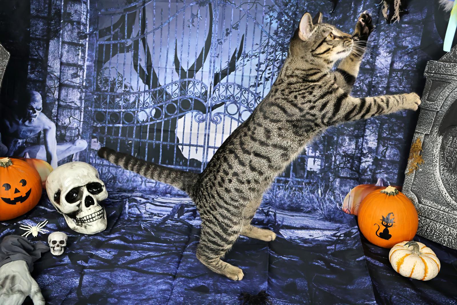 Ophelia, a Adoptable Tabby in Miami, FL image 2/5