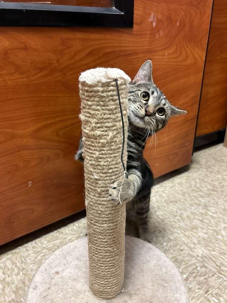 Ophelia, a Adoptable Tabby in Miami, FL image 4/5