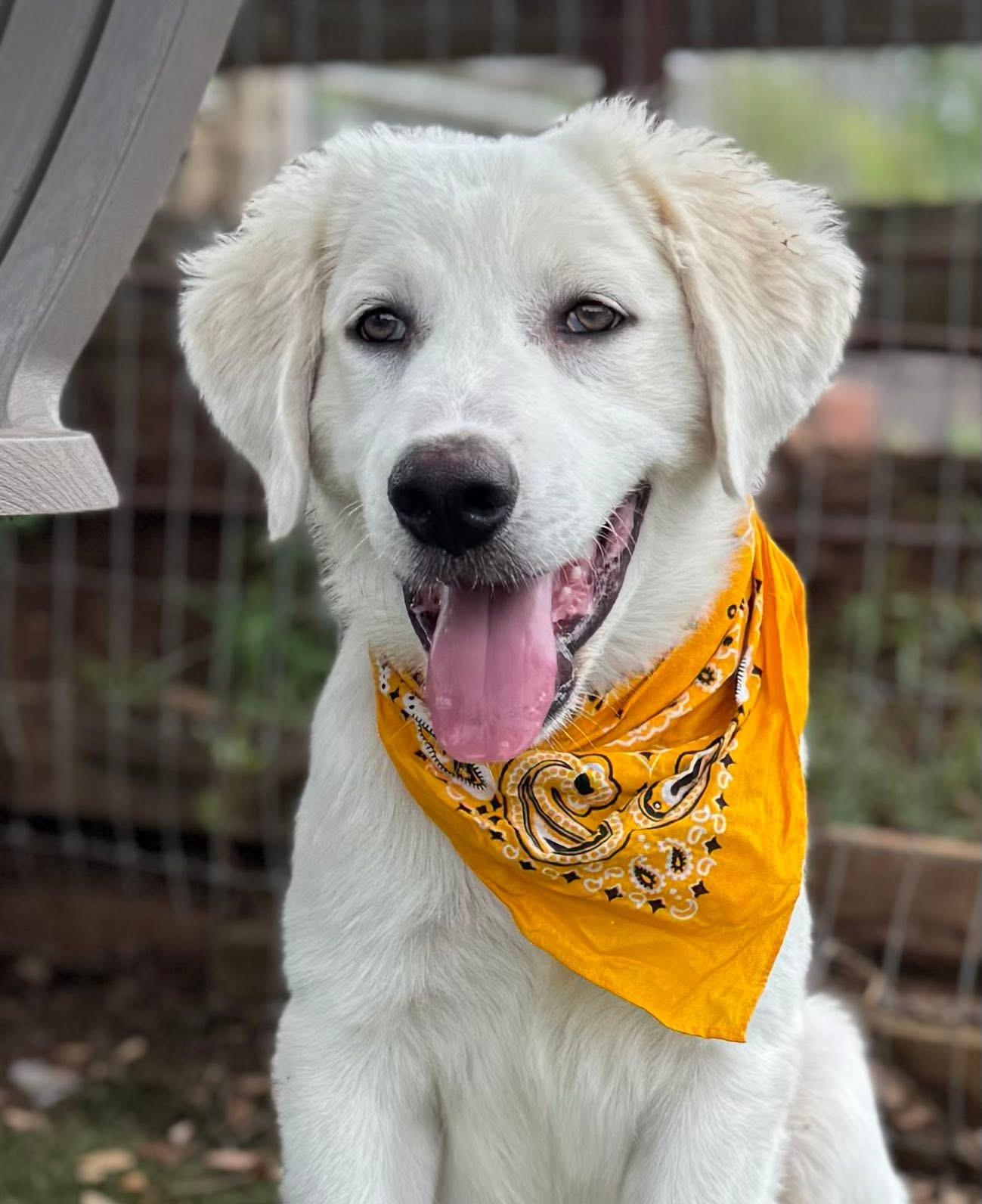 Enlarge Walter, a ADOPTABLE mixed breed in Southlake, TX image 1/5