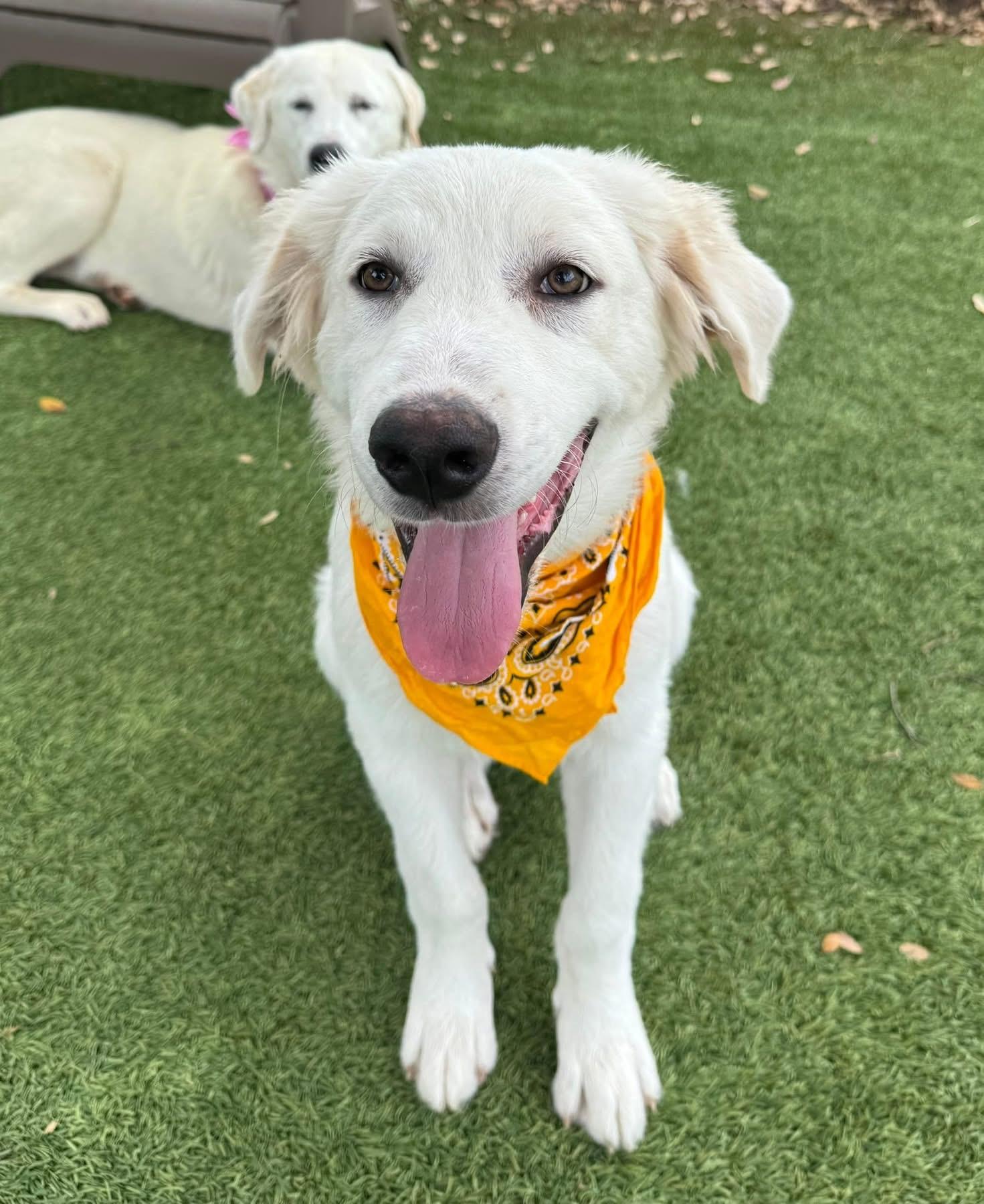 Enlarge Walter, a ADOPTABLE mixed breed in Southlake, TX image 2/5