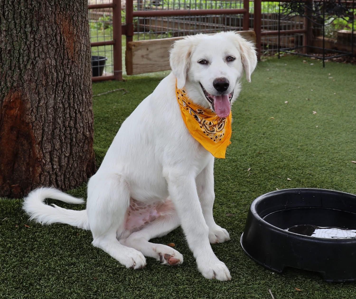 Enlarge Walter, a ADOPTABLE mixed breed in Southlake, TX image 3/5