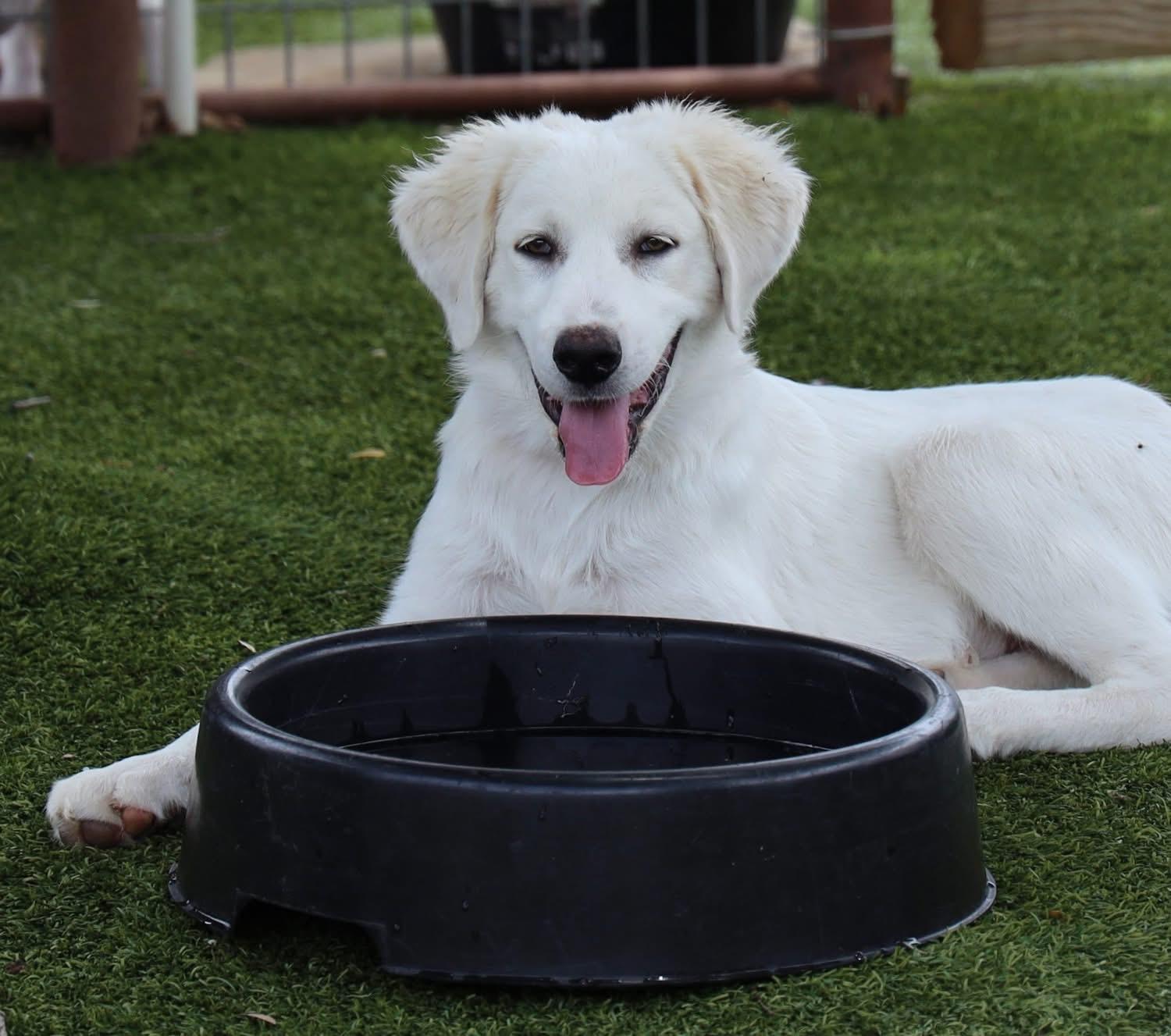 Enlarge Walter, a ADOPTABLE mixed breed in Southlake, TX image 5/5