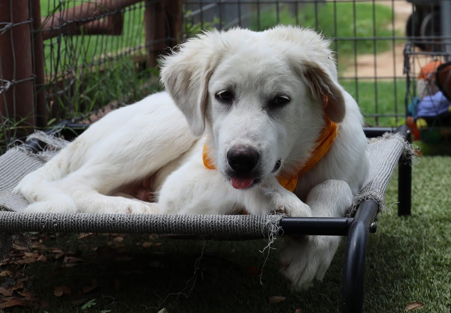 Enlarge Walter, a ADOPTABLE mixed breed in Southlake, TX image 4/5