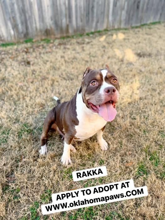 Rakka , ADOPTABLE, Adult Female American Bulldog.