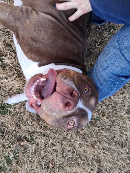 Enlarge Rakka , a ADOPTABLE American Bulldog in Broken Arrow, OK image 2/2