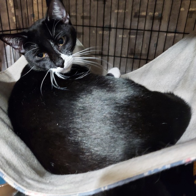 Nyeri, an adoptable Tuxedo Mix in San Pedro, CA_image-1