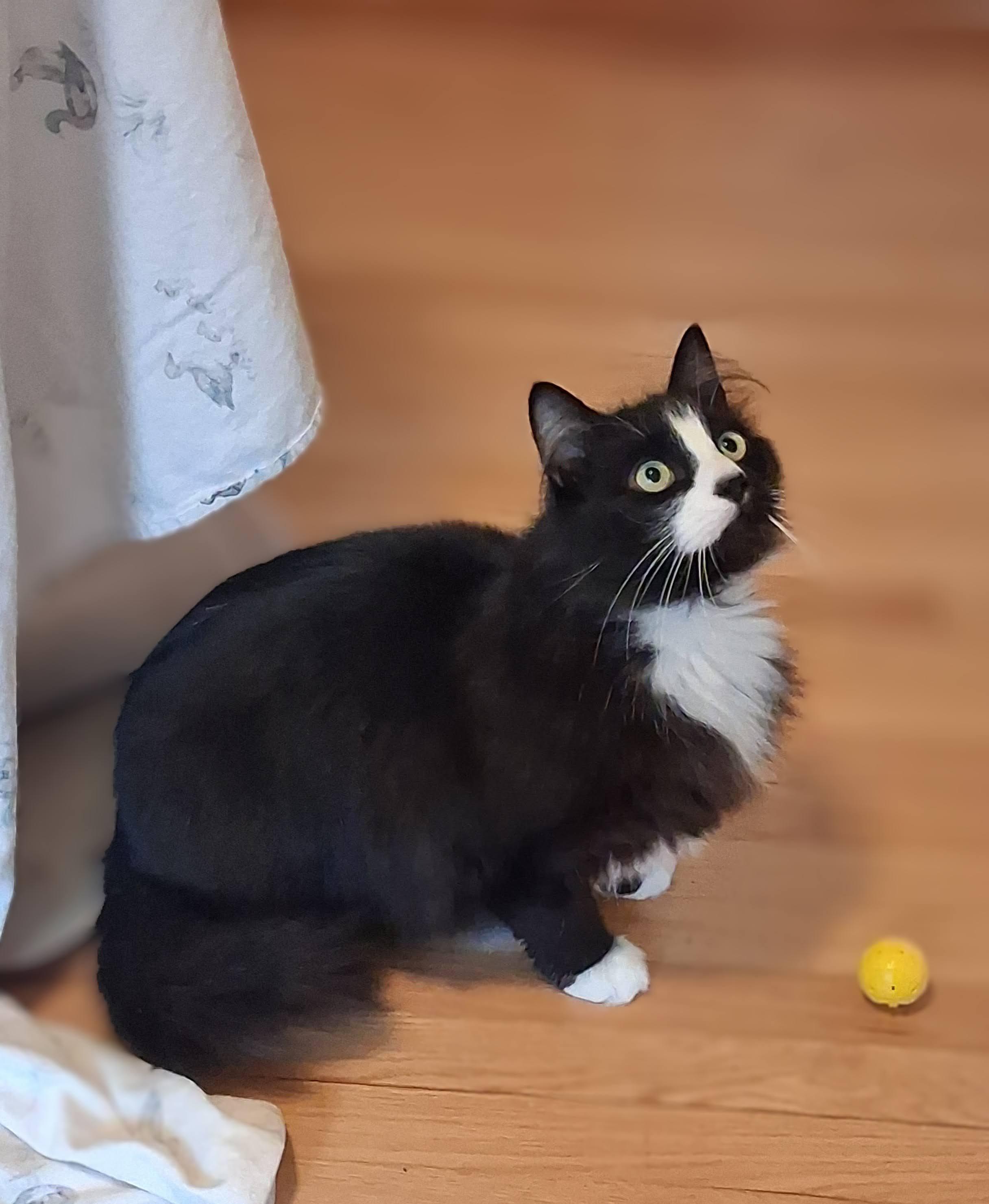 Enlarge Blazer, an adopted Maine Coon in Bow, WA image 2/4