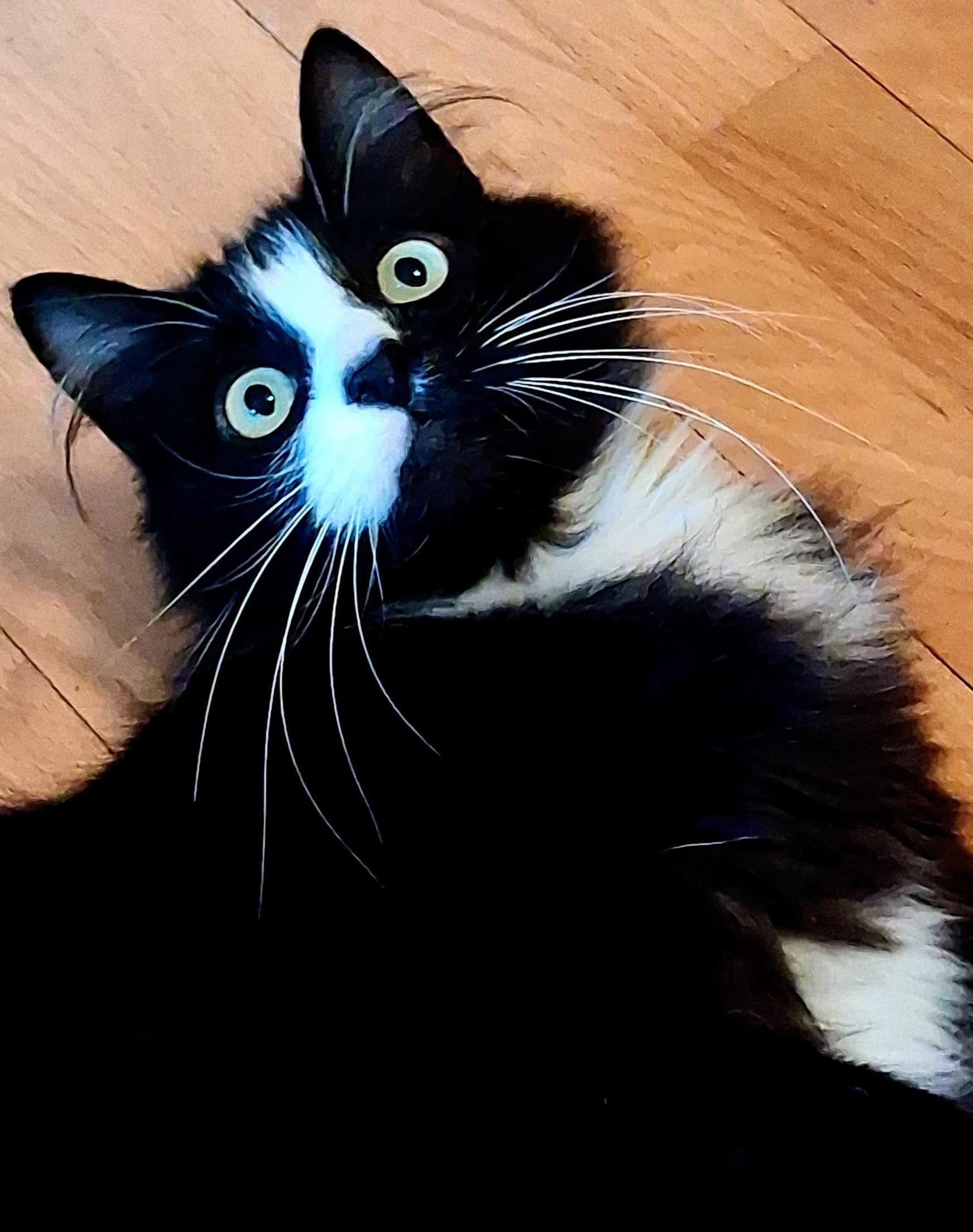 Enlarge Blazer, an adopted Maine Coon in Bow, WA image 3/4