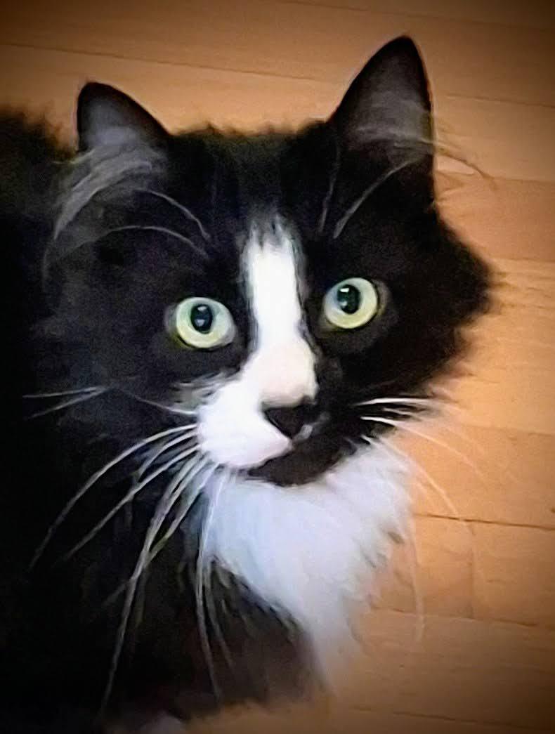 Blazer, adopted, Adult Male Maine Coon.