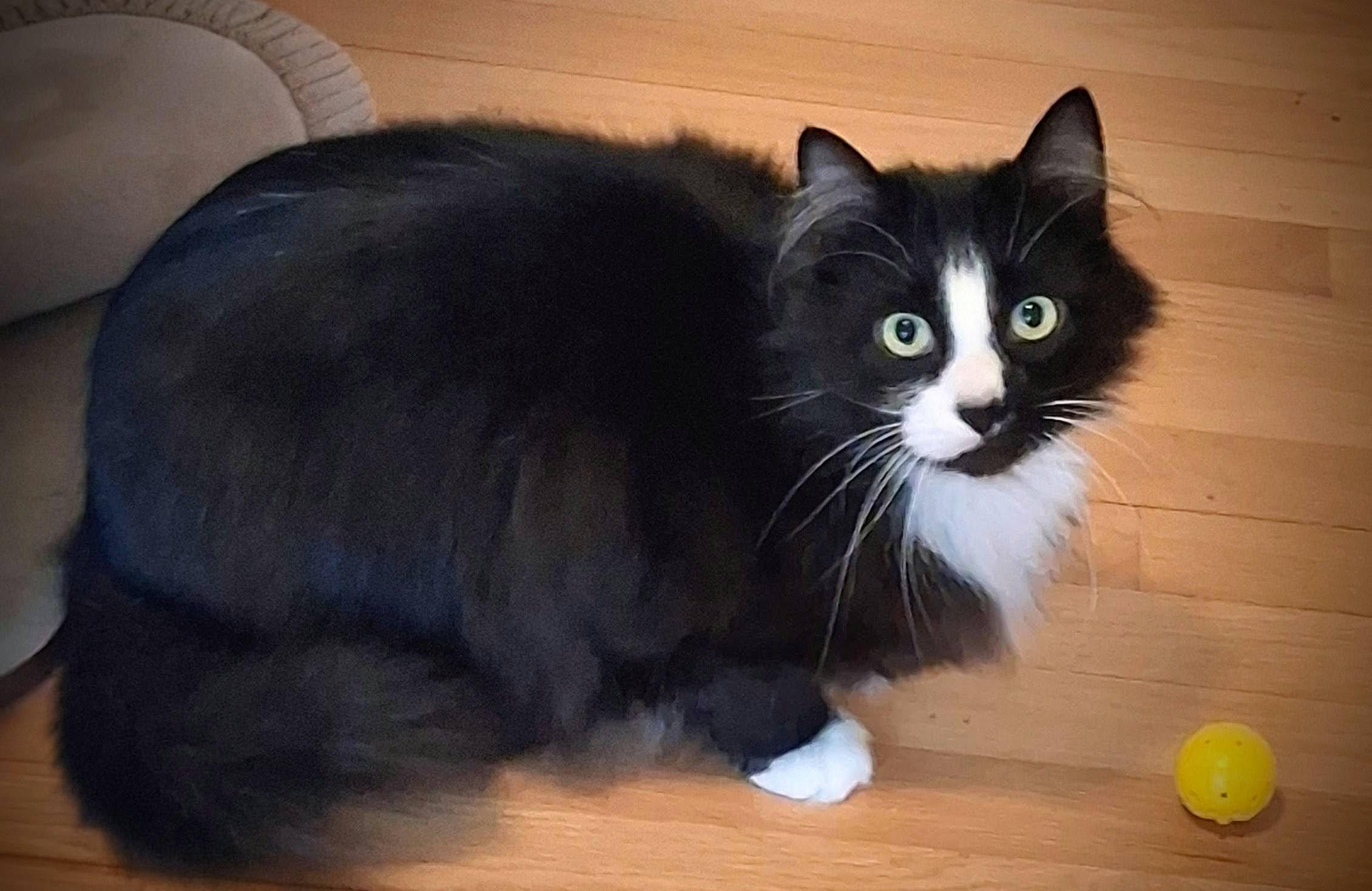 Enlarge Blazer, an adopted Maine Coon in Bow, WA image 4/4