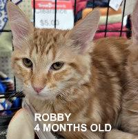 Enlarge ROBBY, an adopted Tabby in Henderson, NV image 1/1