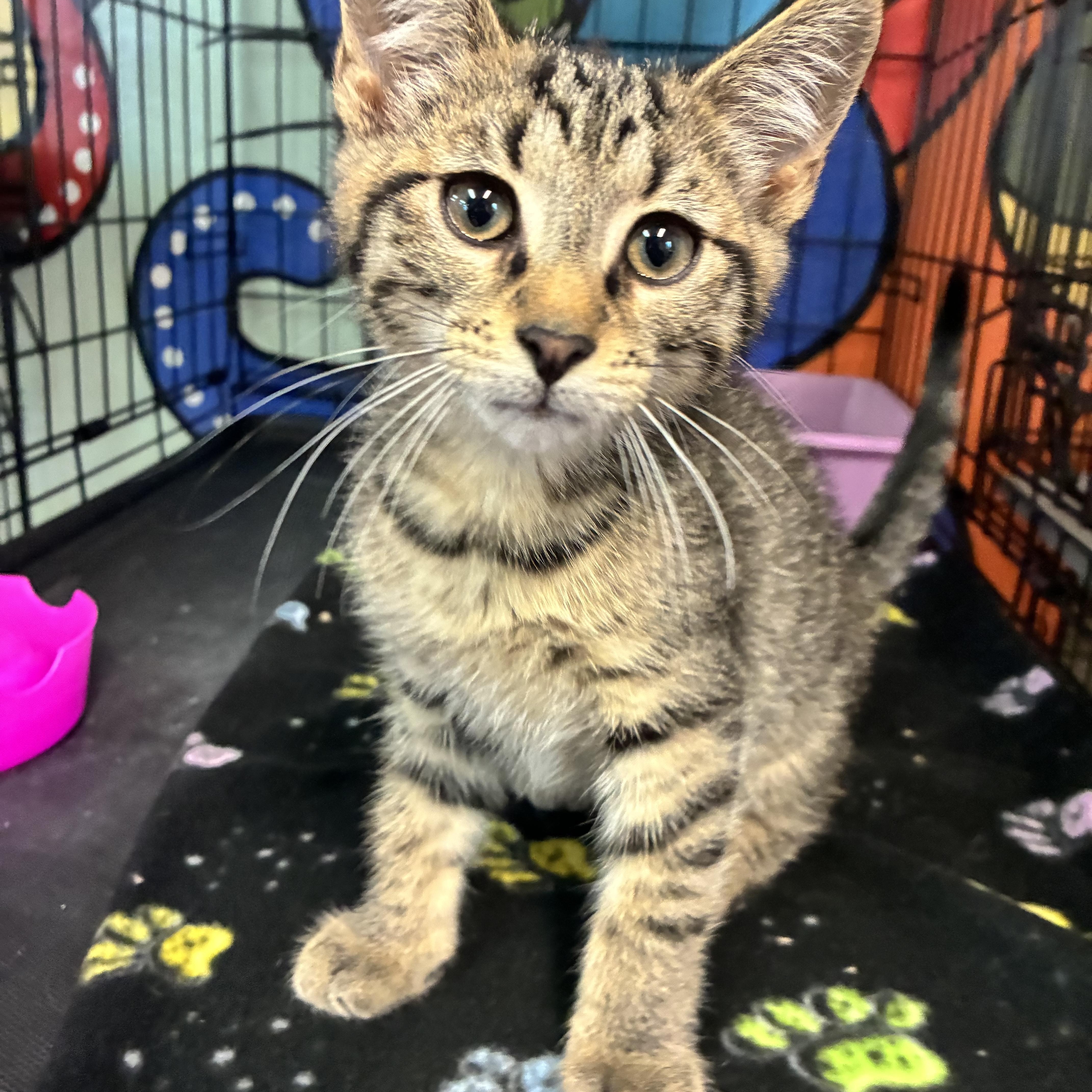 Bowser, an adopted Domestic Short Hair in Breinigsville, PA image 1/2