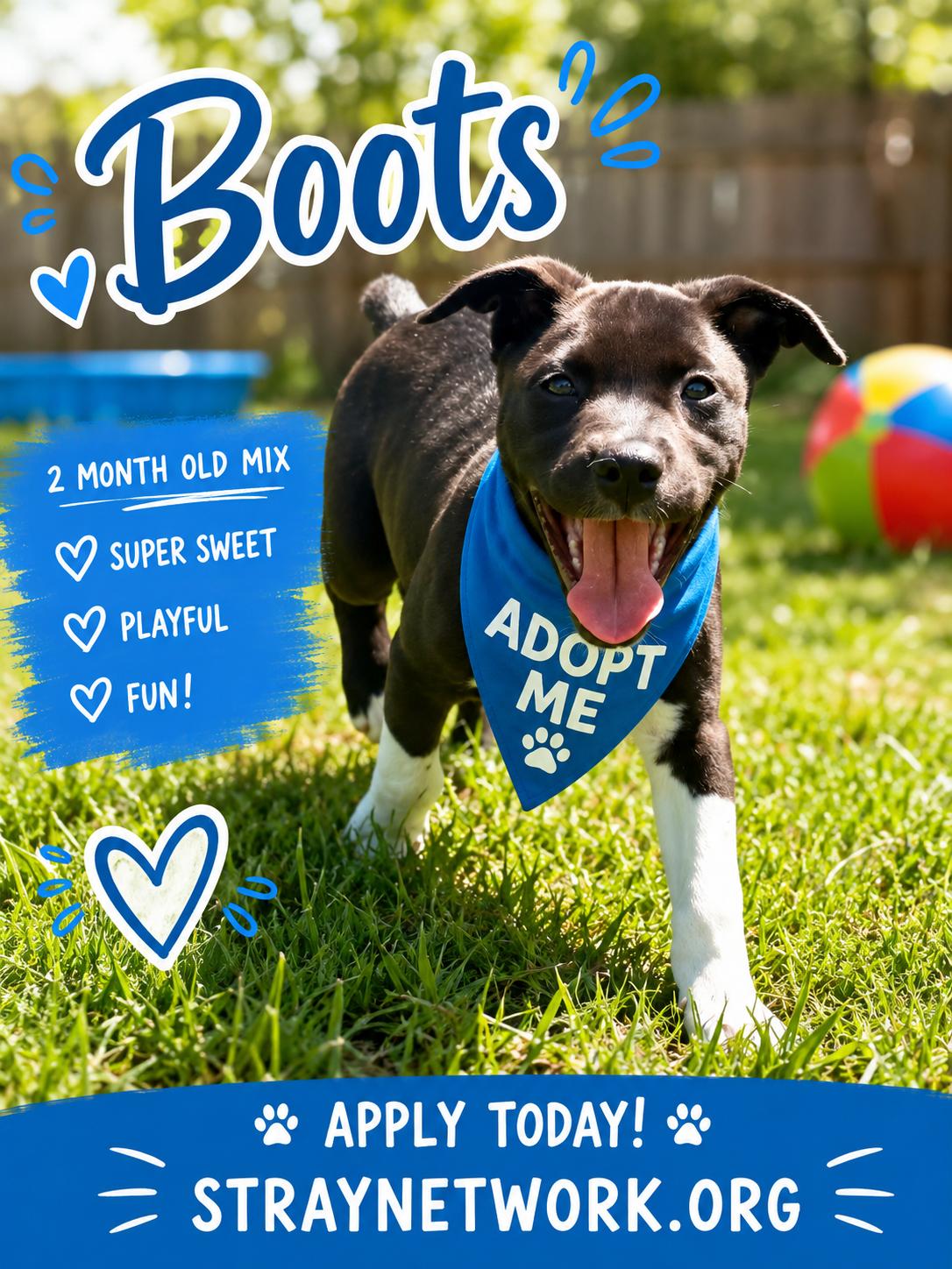 Boots, ADOPTABLE, Puppy Male Labrador Retriever & Boxer.