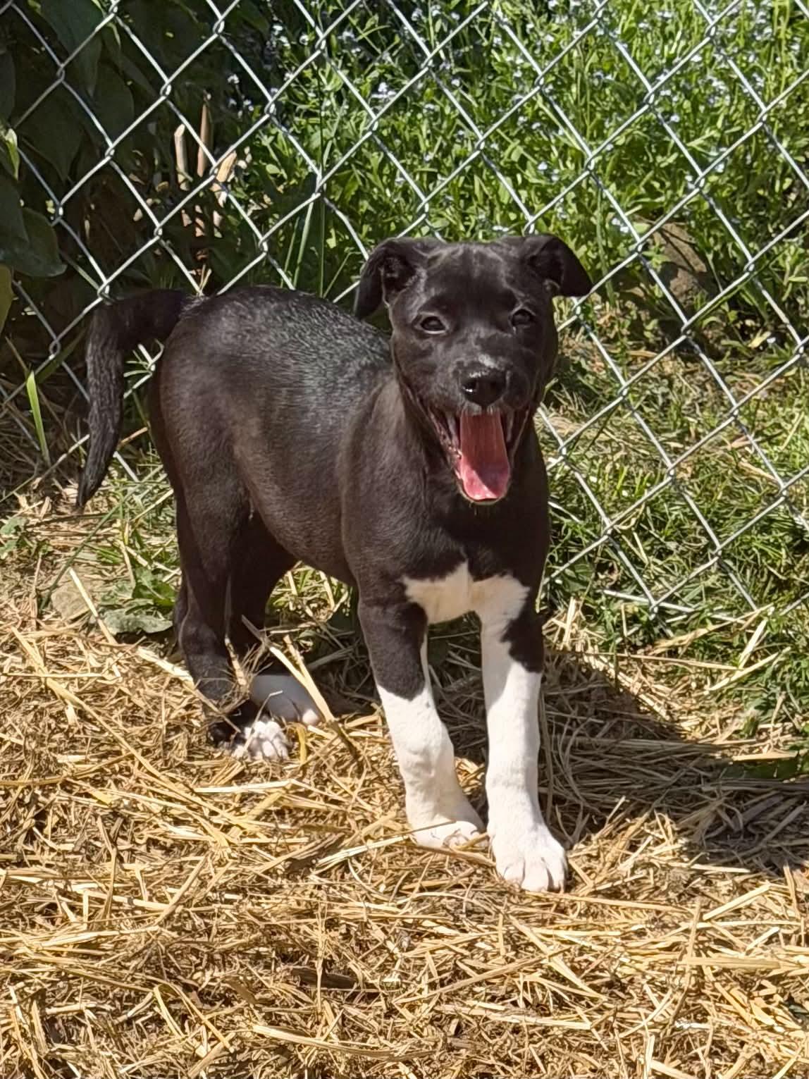 Boots, a ADOPTABLE mixed breed in Hatfield, PA image 4/5