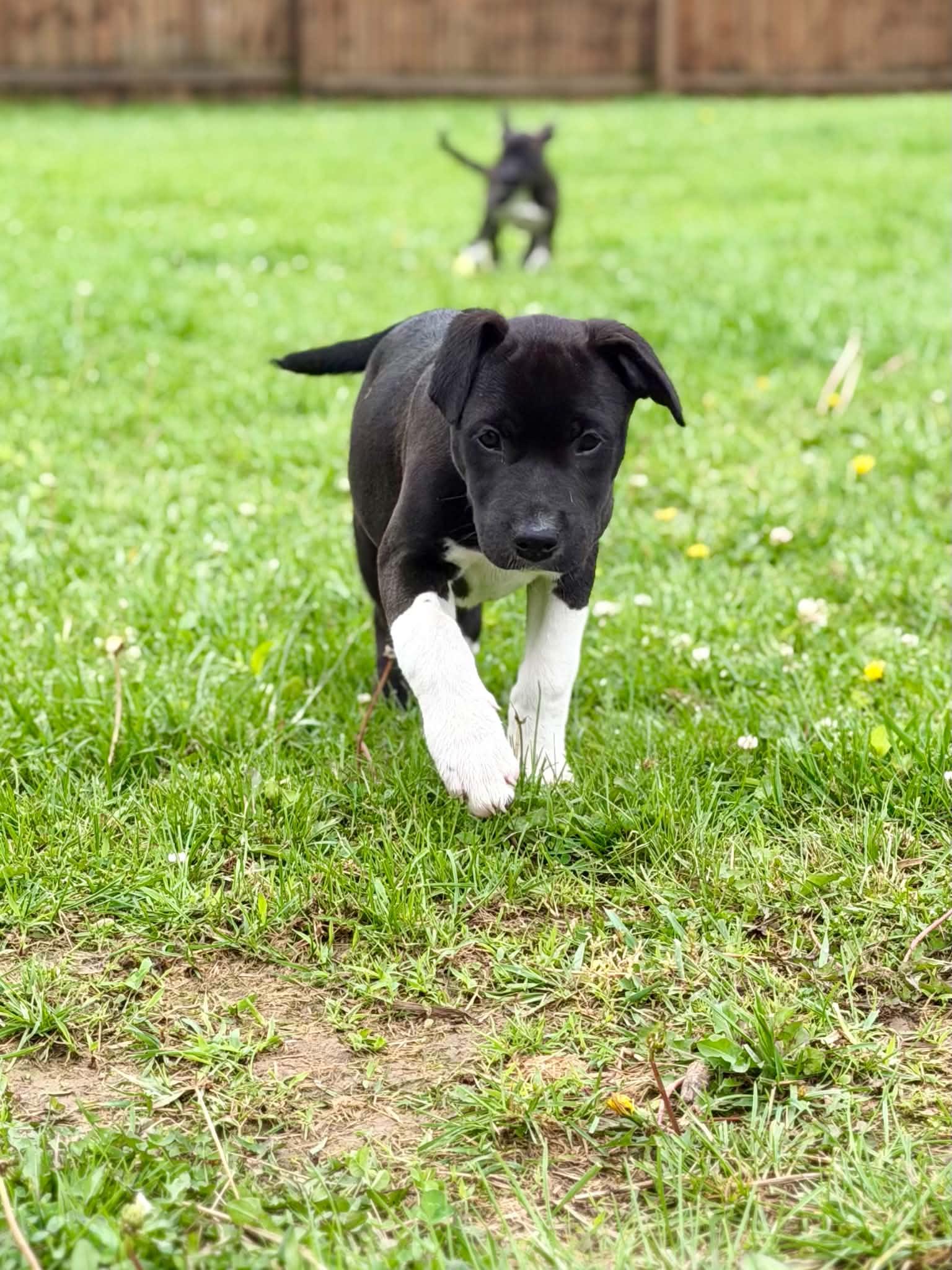 Boots, a ADOPTABLE mixed breed in Hatfield, PA image 5/5