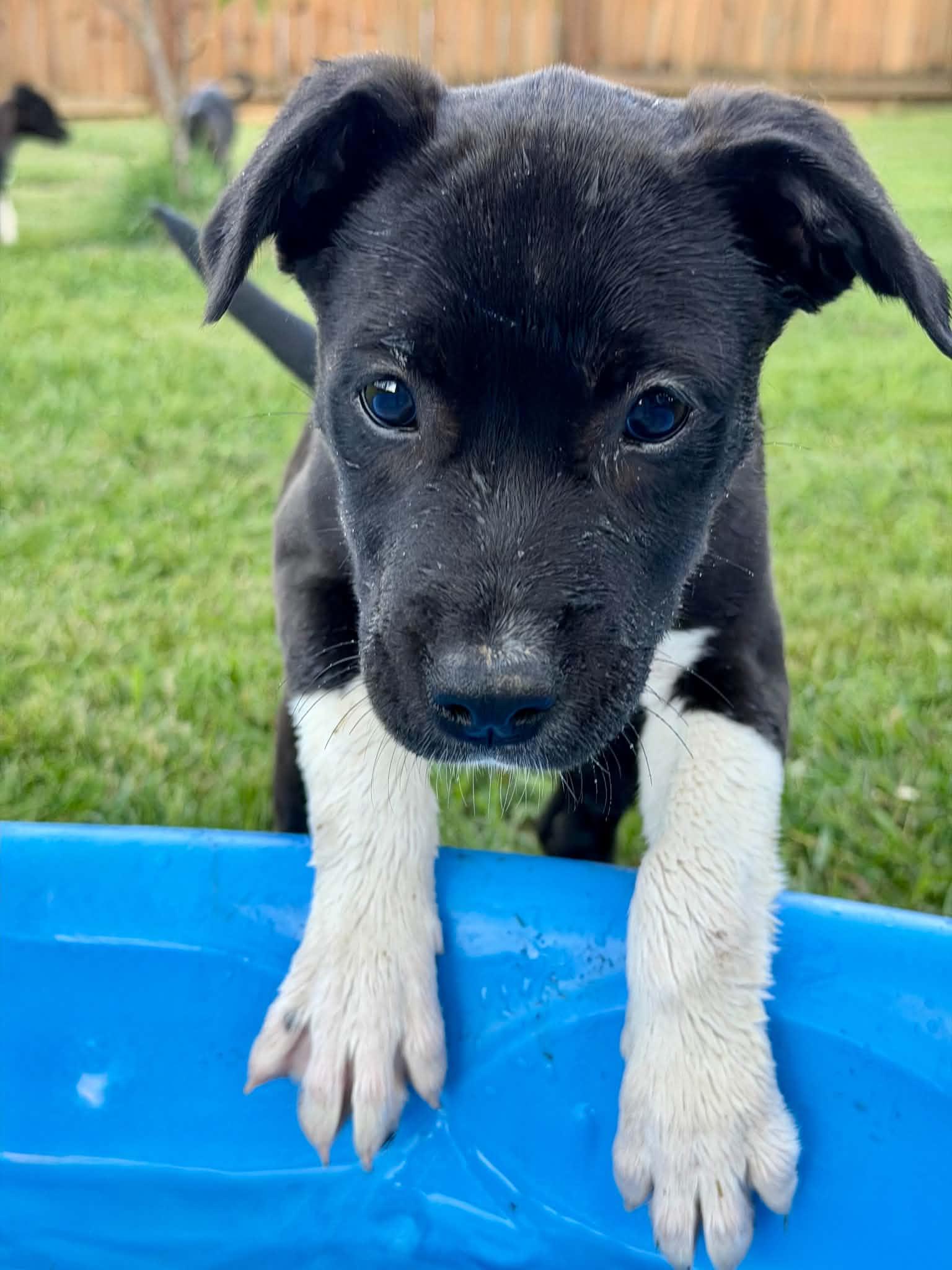 Boots, a ADOPTABLE mixed breed in Hatfield, PA image 2/5