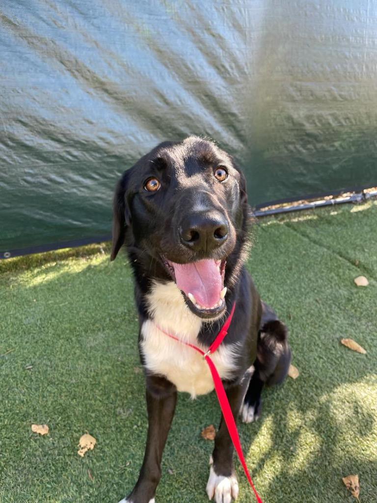 Zeus, ADOPTABLE, Adult Male Labrador Retriever & Border Collie.