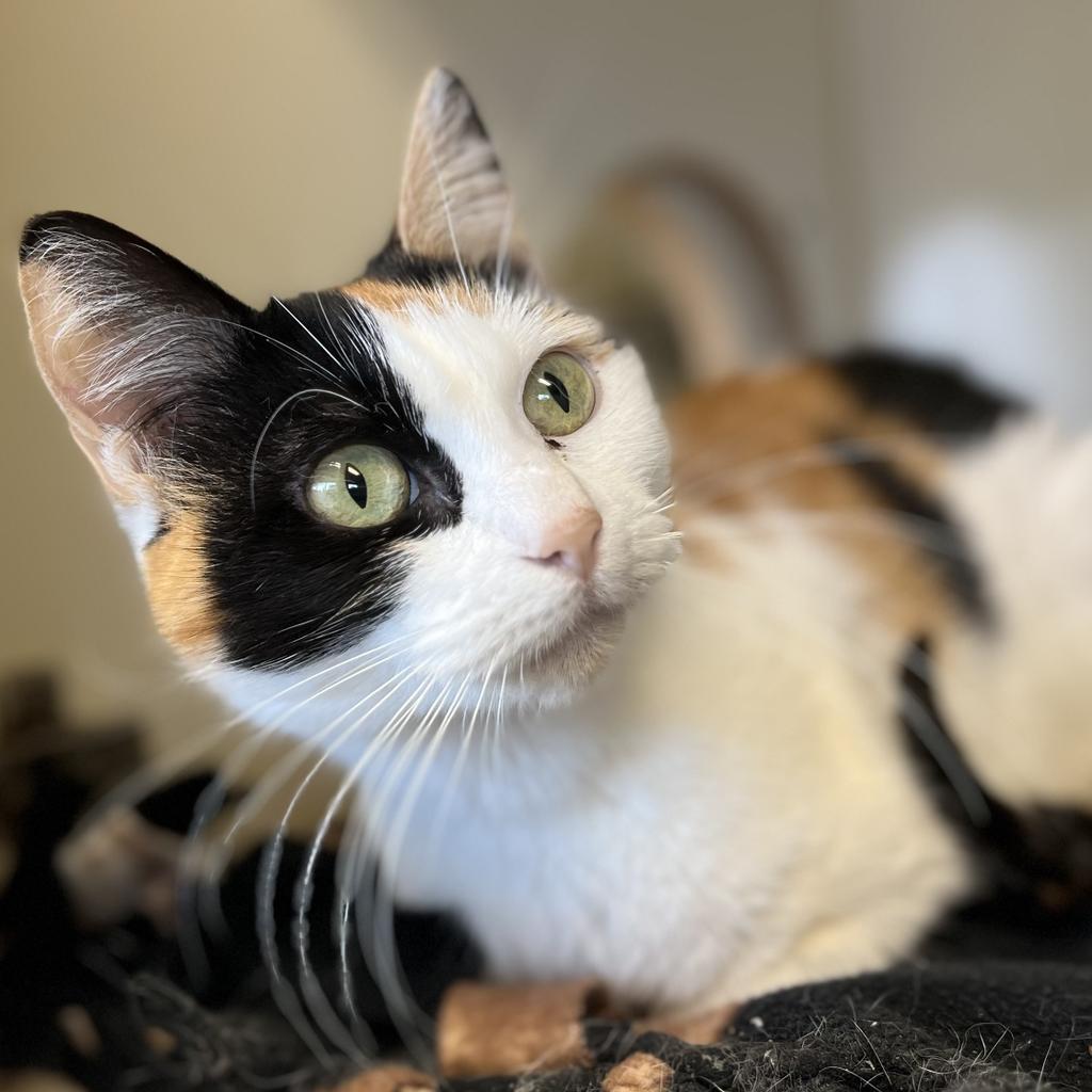 Enlarge Starlight, a Adoptable mixed breed in Aberdeen, WA image 1/4