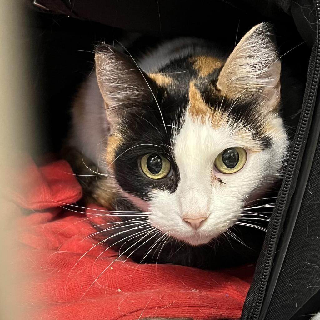 Enlarge Starlight, a Adoptable mixed breed in Aberdeen, WA image 2/4