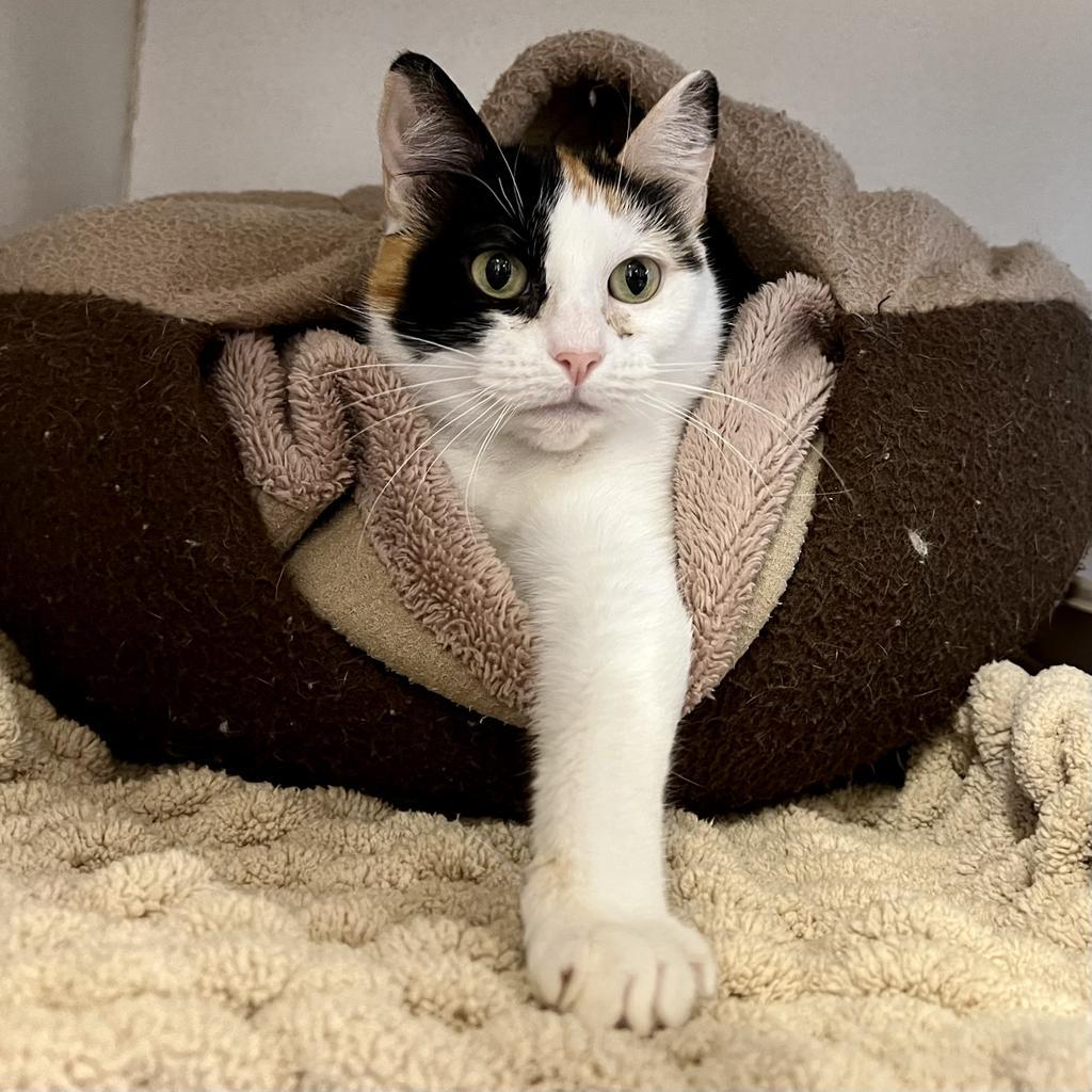 Enlarge Starlight, a Adoptable mixed breed in Aberdeen, WA image 3/4