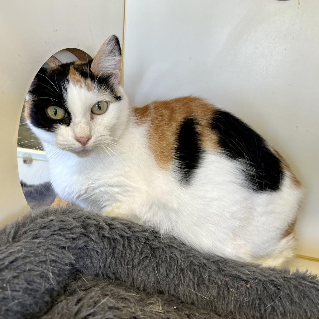 Enlarge Starlight, a Adoptable mixed breed in Aberdeen, WA image 4/4