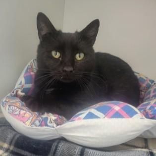 Boss, Adult Male Domestic Short Hair
