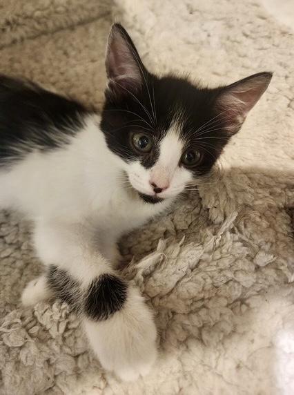 Lake, Adoptable, Kitten Female Tuxedo.