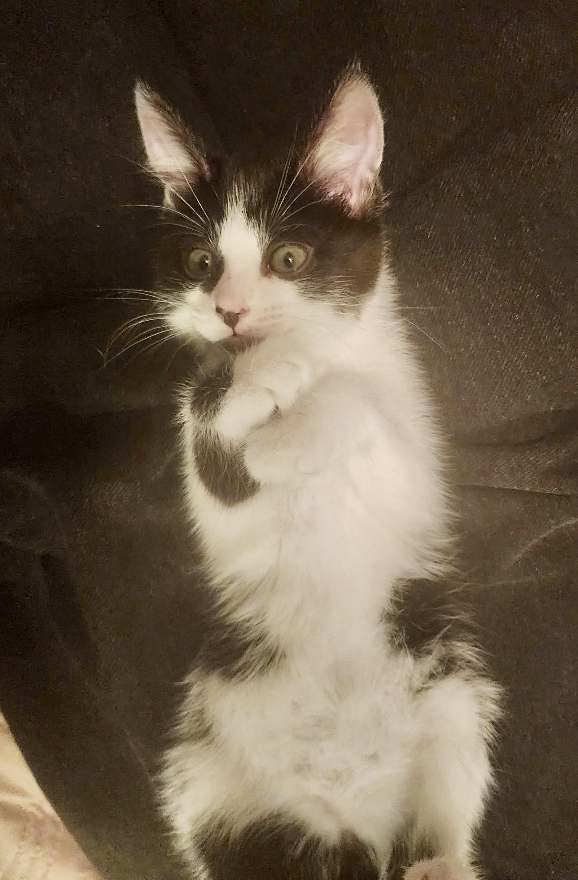 Enlarge Lake, a Adoptable Tuxedo in San Juan Capistrano, CA image 5/5