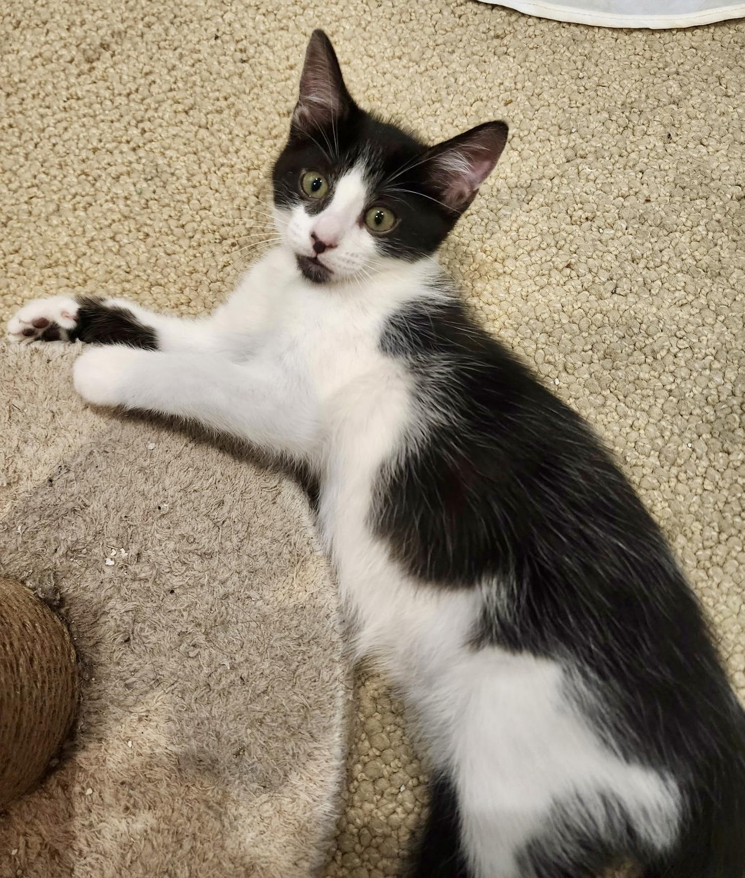 Enlarge Lake, a Adoptable Tuxedo in San Juan Capistrano, CA image 3/5