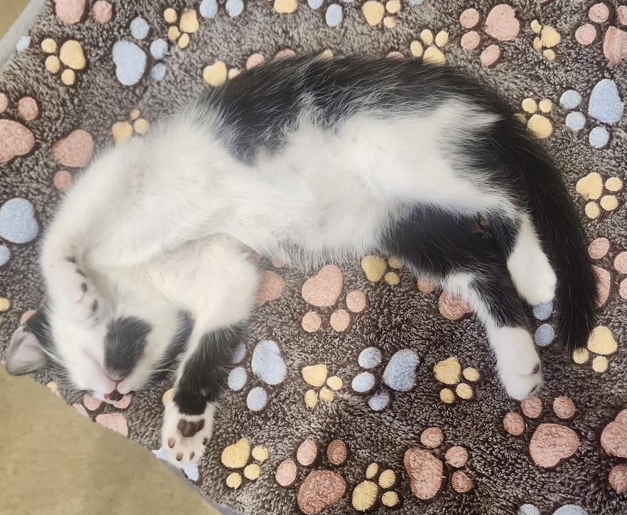 Enlarge Lake, a Adoptable Tuxedo in San Juan Capistrano, CA image 2/5