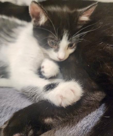 Enlarge Lake, a Adoptable Tuxedo in San Juan Capistrano, CA image 4/5