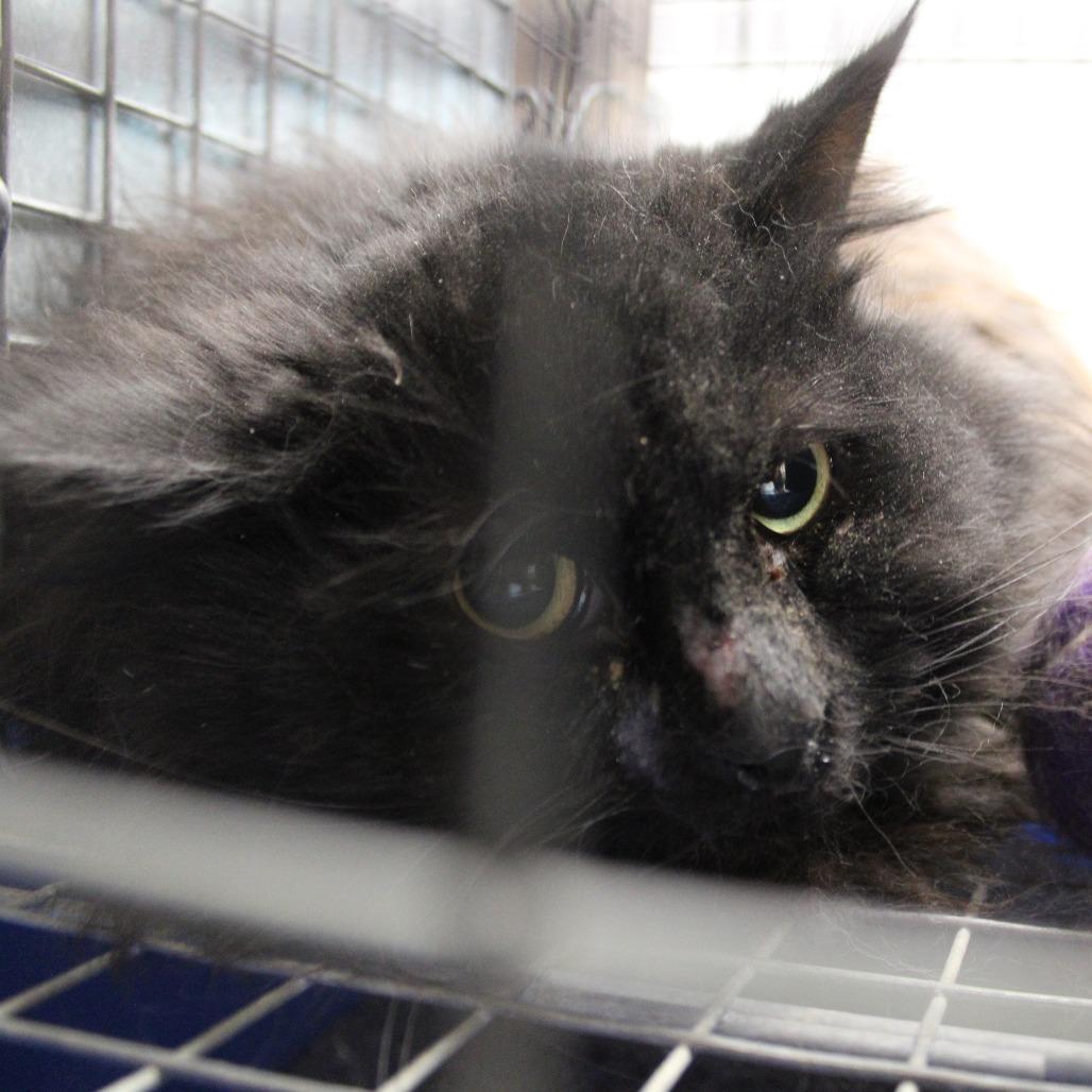 Phantom, Adoptable, Young Male Domestic Long Hair.