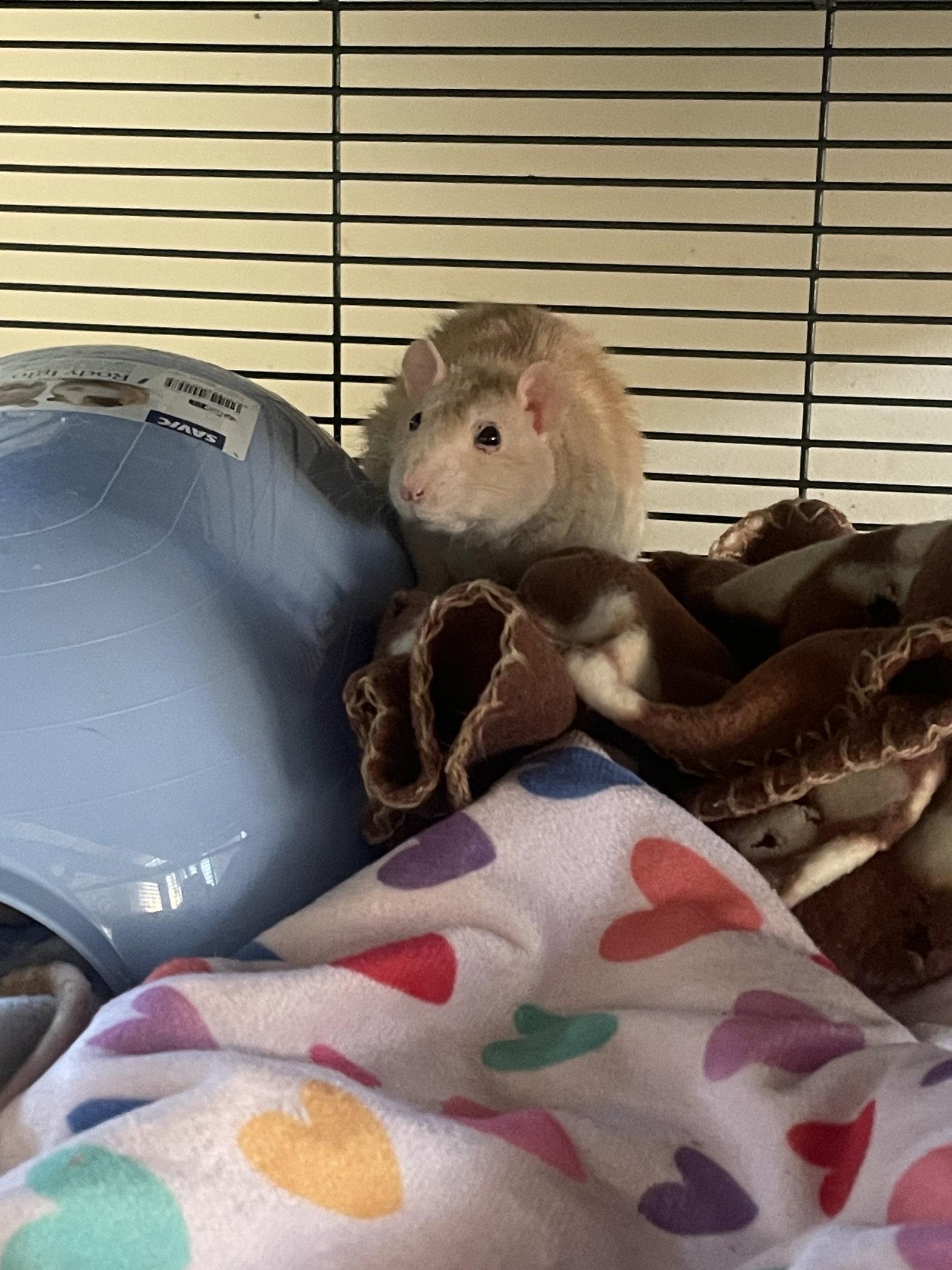 Enlarge Laverne & Shirley, a Adoptable Rat in Aurora, IL image 1/3