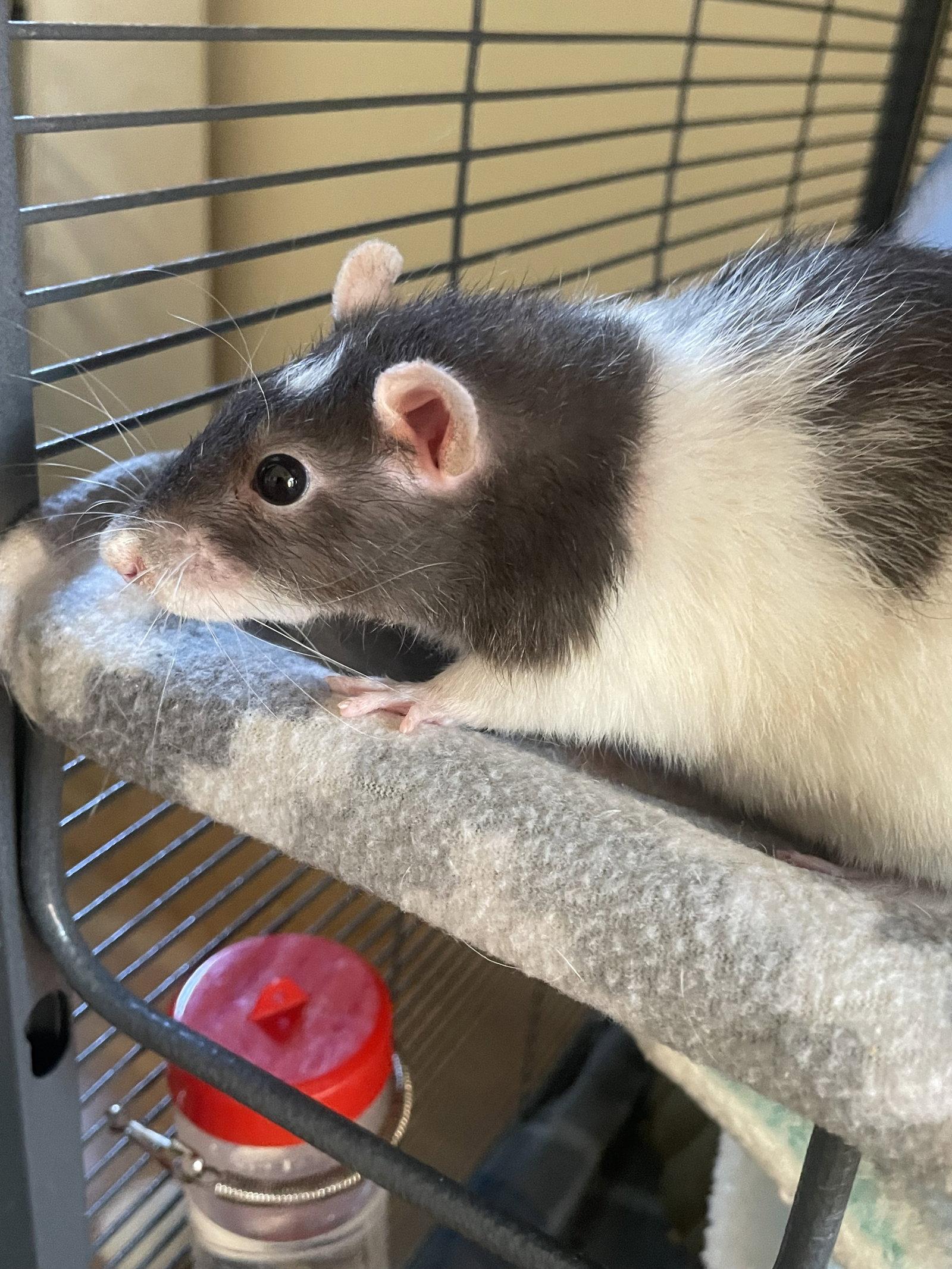 Enlarge Laverne & Shirley, a Adoptable Rat in Aurora, IL image 2/3