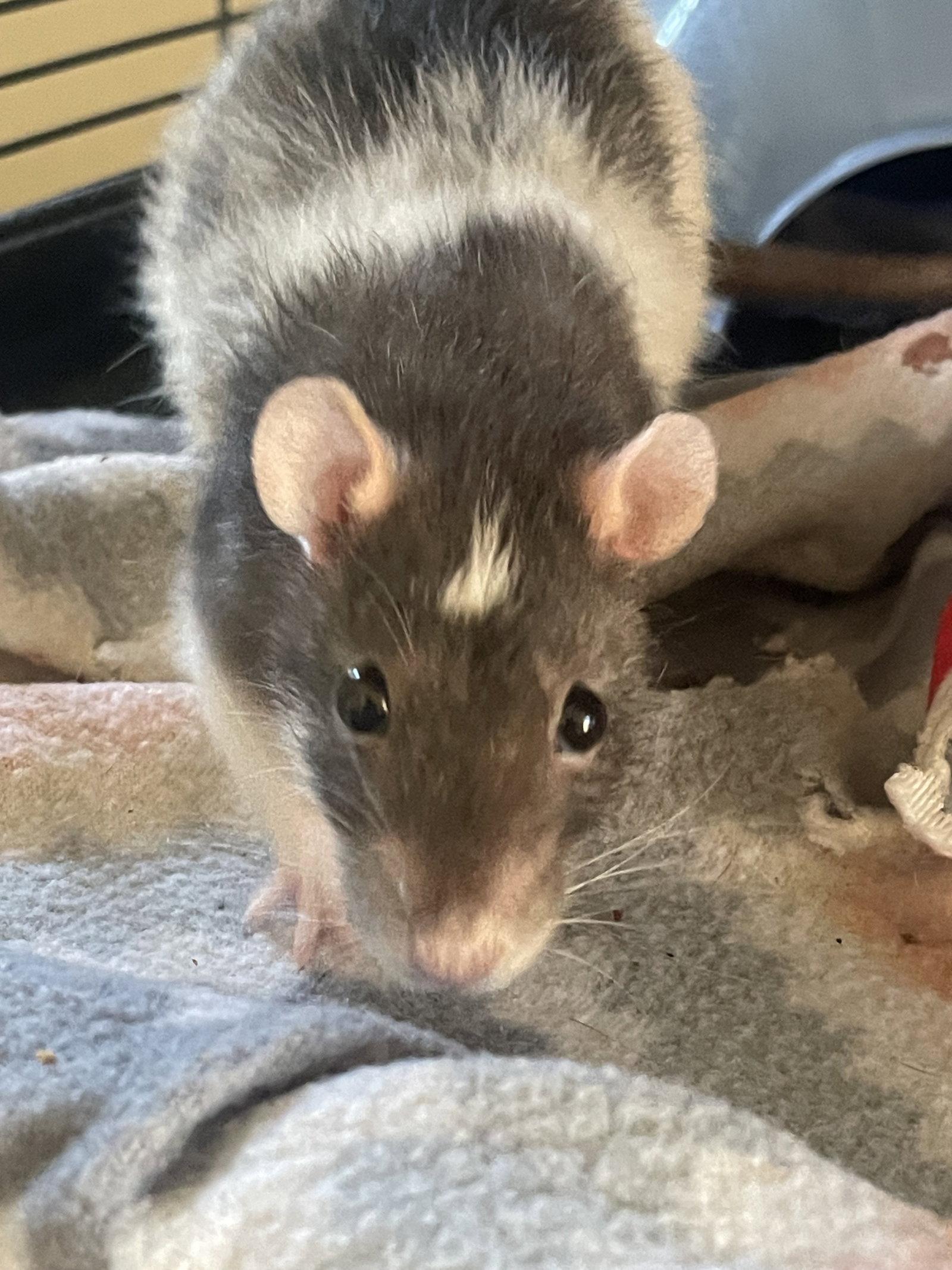 Enlarge Laverne & Shirley, a Adoptable Rat in Aurora, IL image 3/3