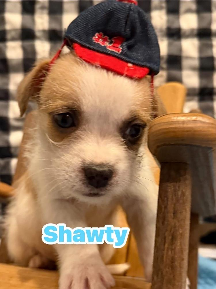 Enlarge Shawty, a Adoptable mixed breed in Scranton, PA image 1/1