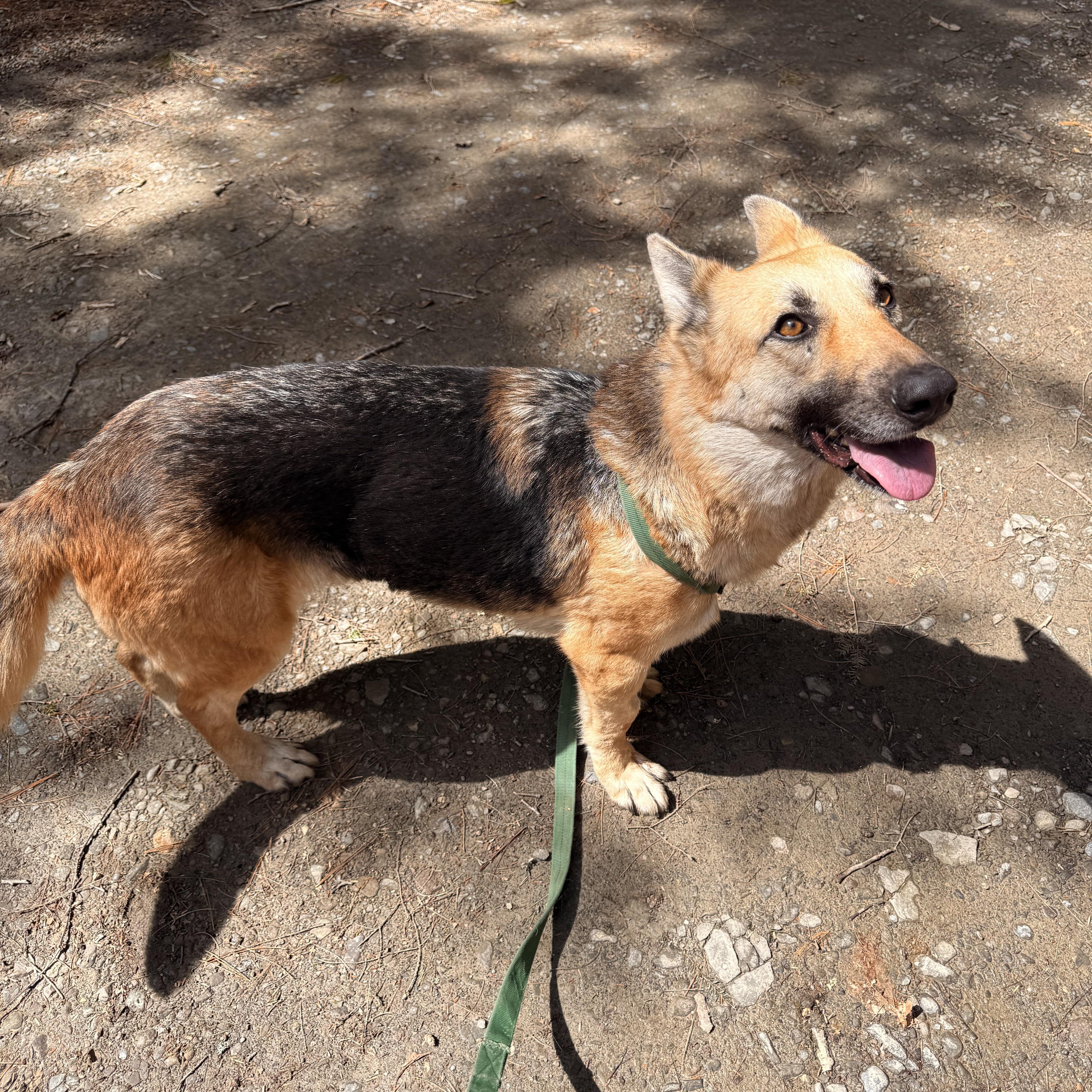 Enlarge Grettel, an adopted mixed breed in Milford, NY image 3/5