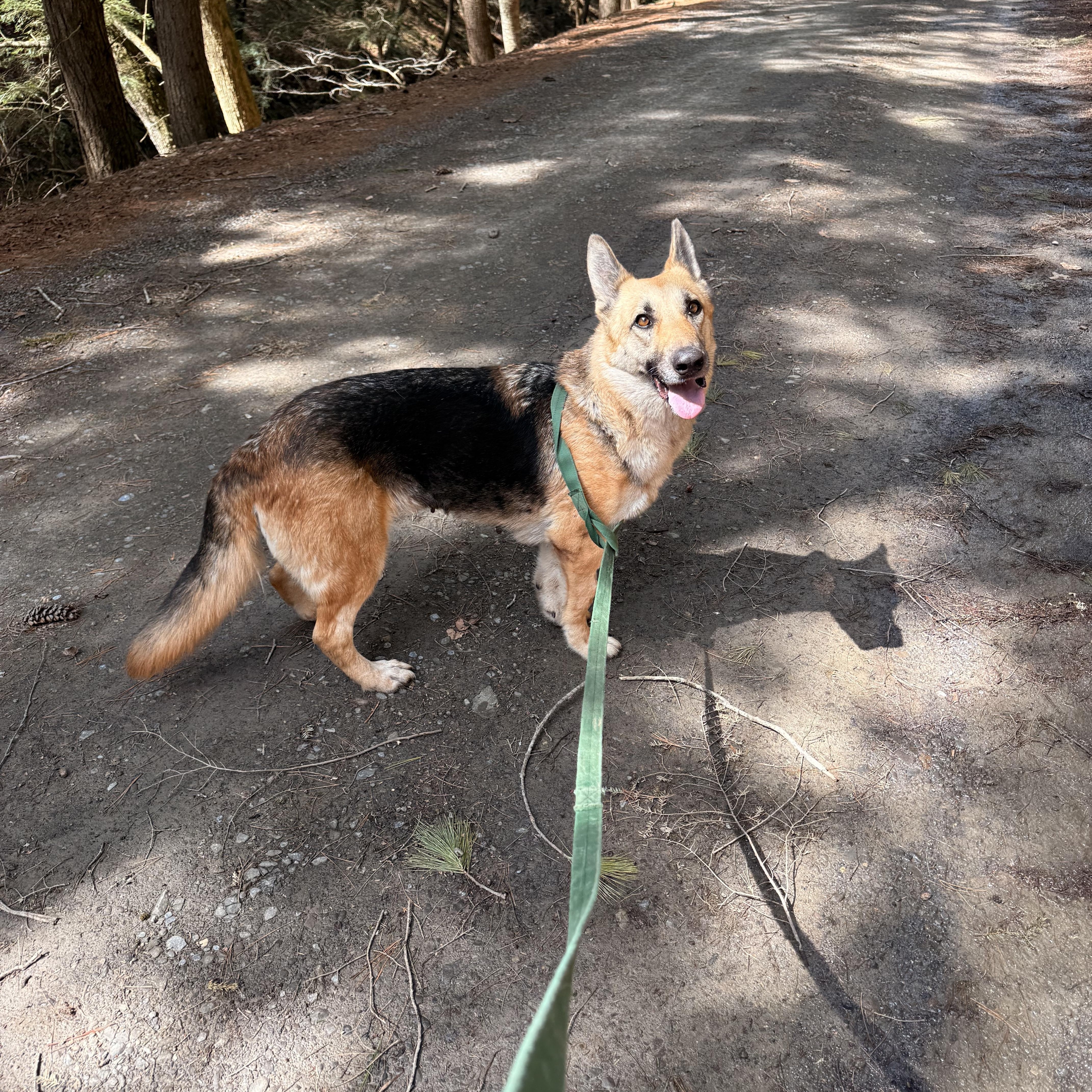 Grettel, adopted, Young Female German Shepherd Dog.