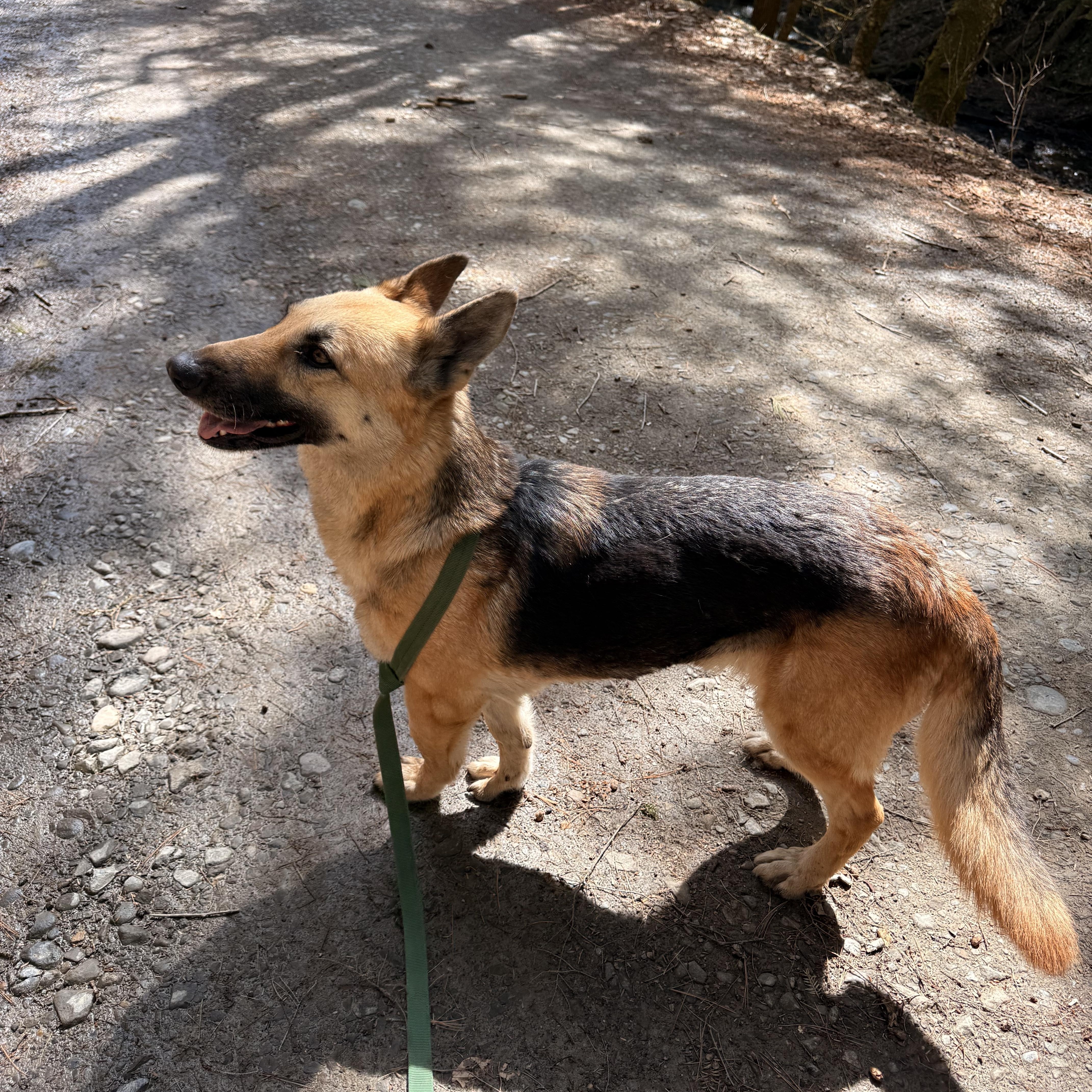 Enlarge Grettel, an adopted mixed breed in Milford, NY image 4/5